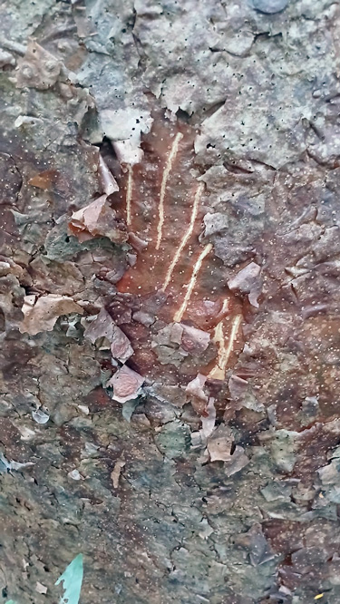 lacandona-galeria-12